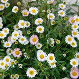 2 Daisy Flower Plants Live Gardening, 6 Inc Potted, Yellow White Daisy Plant Live for Growing