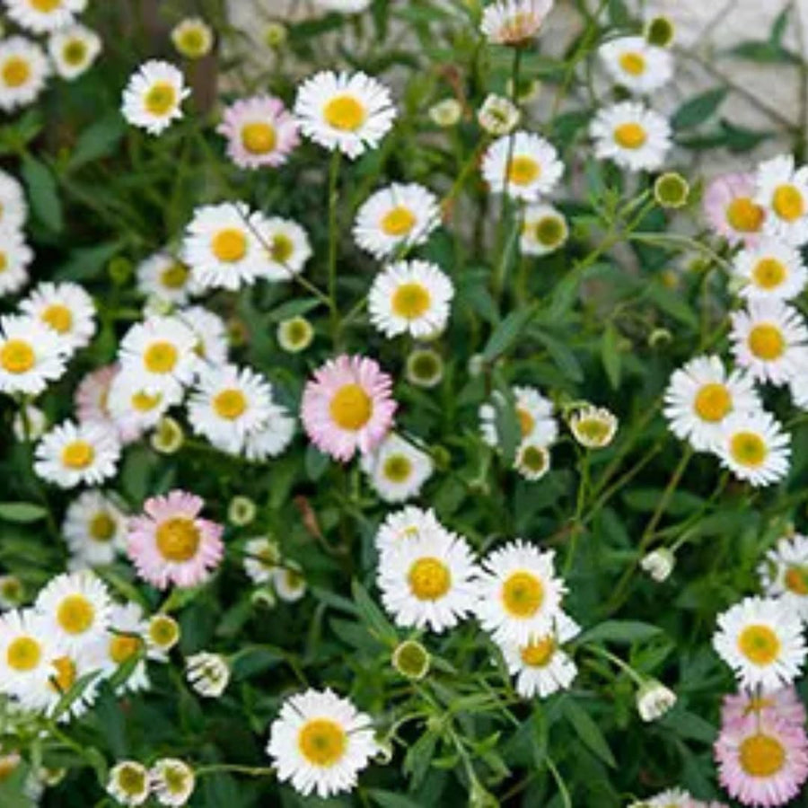 2 Daisy Flower Plants Live Gardening, 6 Inc Potted, Yellow White Daisy Plant Live for Growing