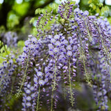 Purple Wisteria Live Plant, Vibrant Purple Flower, 3-5 Inches Tall in 2.5 Inch Pot for Outdoor Planting