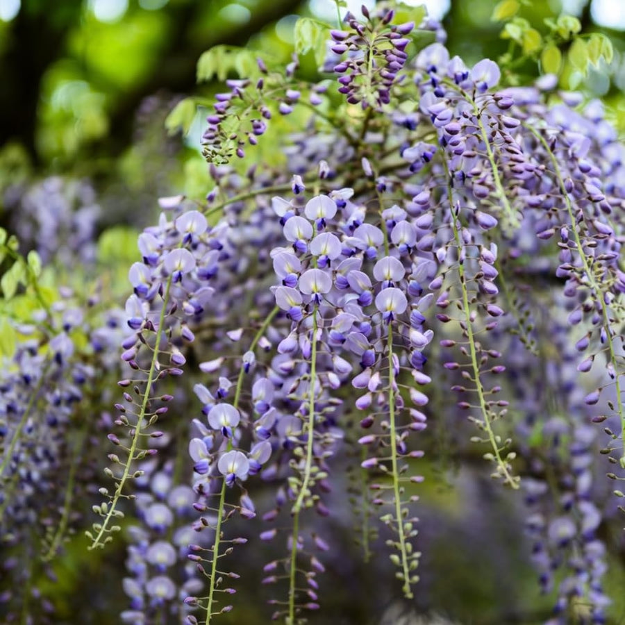 Purple Wisteria Live Plant, Vibrant Purple Flower, 3-5 Inches Tall in 2.5 Inch Pot for Outdoor Planting