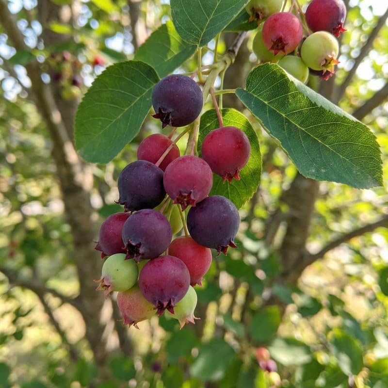 2 Serviceberry Bare Root Plants 14-16 Inches Tall, Cold Hardy Berry Plant for Outdoor Garden, Ready to Grow