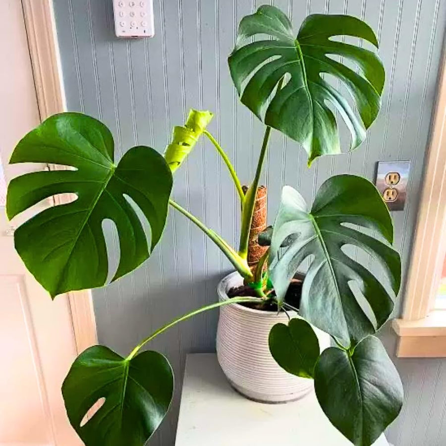 2 Rare Philodendron Live Plants Varieties Collection, Philodendrons Plants Size 5-9 Inc for Indoor Houseplant Décor, Ornamental Tropical Well-Rooted (Monstera Deliciosa)