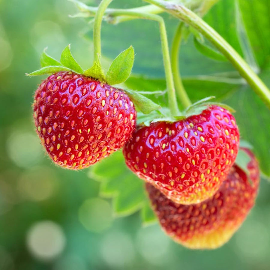 Set 3 Everbearing Strawberry Plants, Well Rooted, Live Strawberry Plants for Outdoor Growing