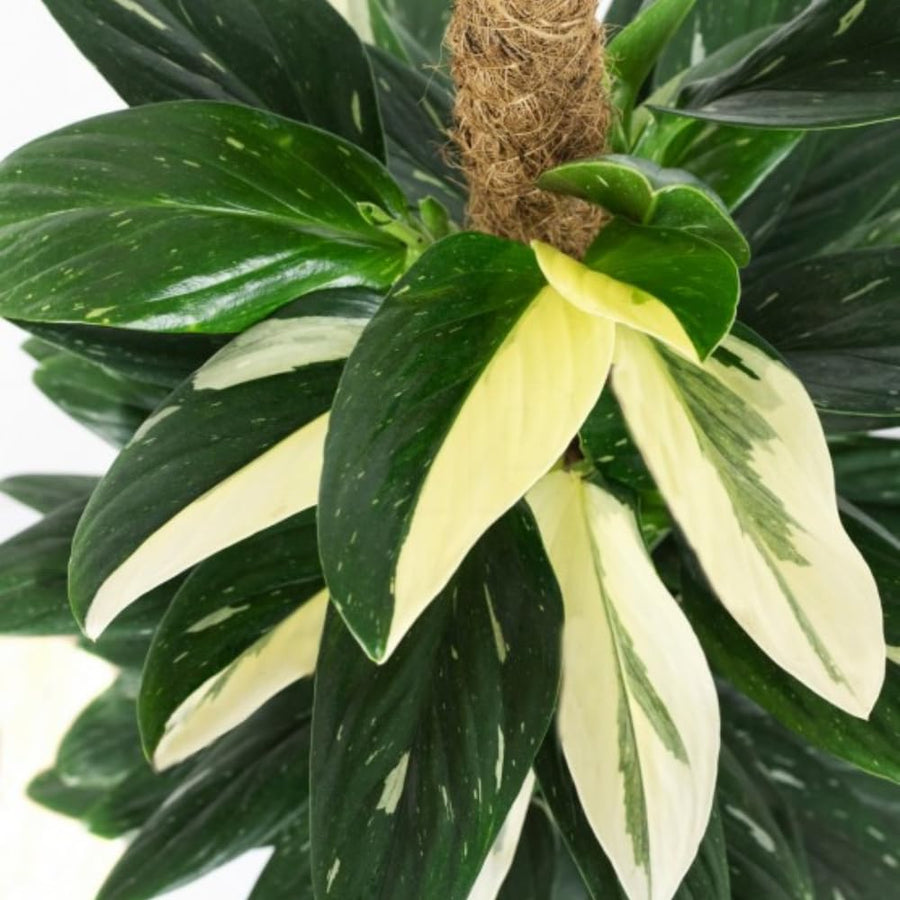 2 Rare Philodendron Live Plants Varieties Collection, Philodendrons Plants Size 5-9 Inc for Indoor Houseplant Décor, Ornamental Tropical Well-Rooted (Monstera Variegated Yellow Green)