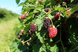 Thornless Boysenberry Plant Live for Planting, 5-9 Inch Tall, Boysenberry Bush Live Plant Rooted Starter Plant