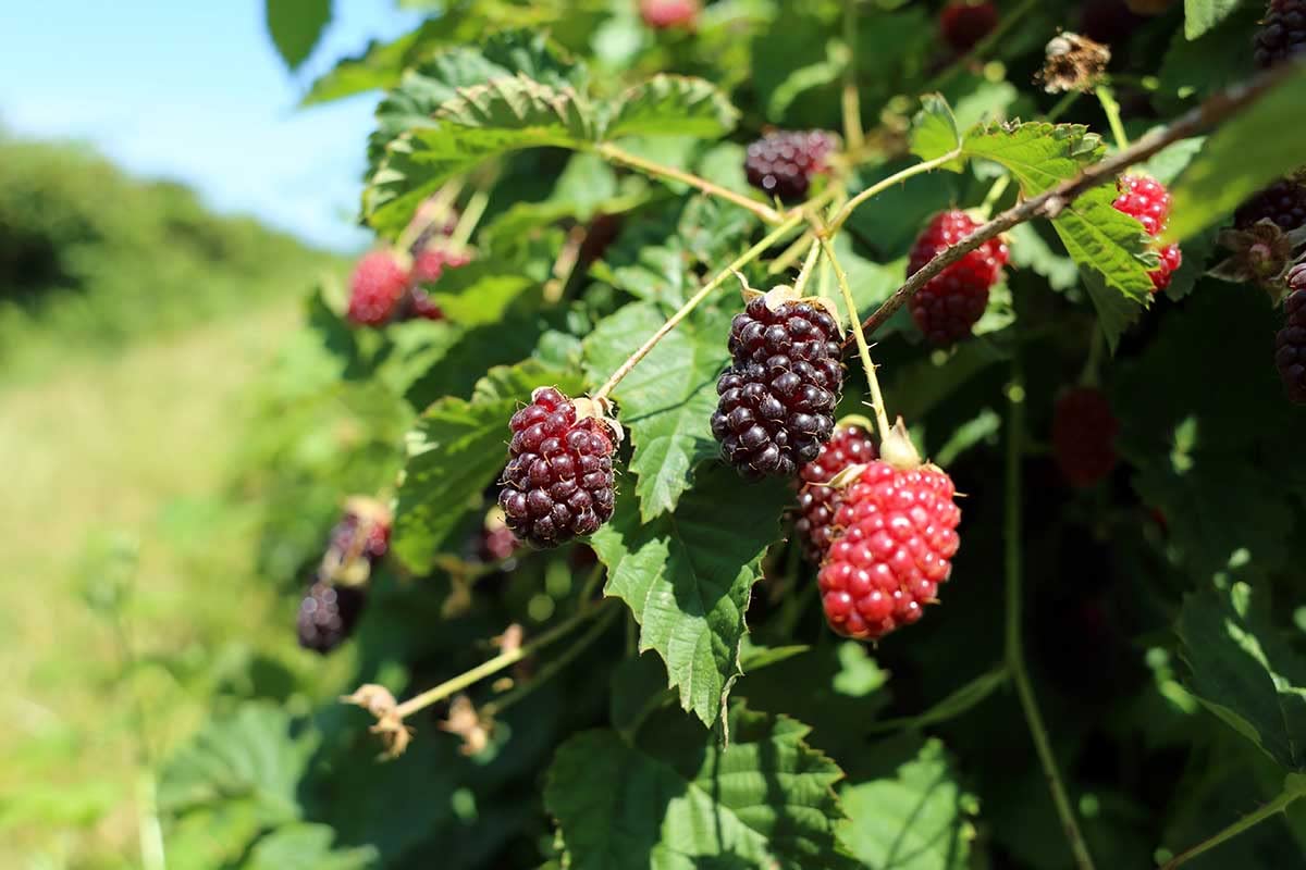 Thornless Boysenberry Plant Live for Planting, 5-9 Inch Tall, Boysenberry Bush Live Plant Rooted Starter Plant