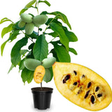 Pack 2 Pawpaw Trees Live Plants 1 Year Old Well-Rooted Paw Paw Asimina Triloba, 6 to 15 Inc Tall, Mango Papaya Like