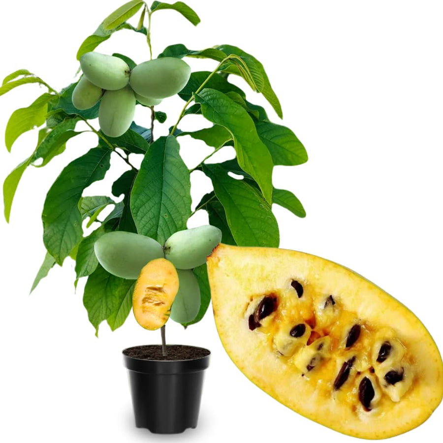 Pack 2 Pawpaw Trees Live Plants 1 Year Old Well-Rooted Paw Paw Asimina Triloba, 6 to 15 Inc Tall, Mango Papaya Like