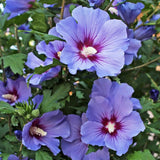 Purple Althea Plant, Quart Pot, 6-12 Inch Plants Rose of Sharon Flowering Shrub, Hardy Hibiscus Flower Plant for Outdoor Landscapes
