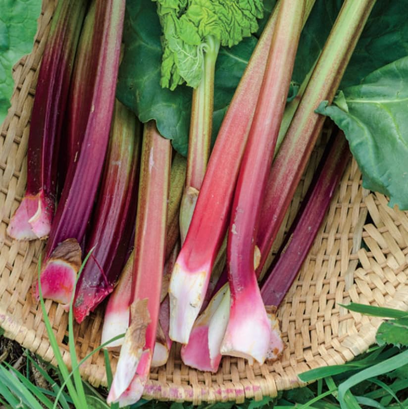 Set 5 Rhubarb Plants Roots for Planting, Rhubarb Root Plant, Perennial Vegetable Plants