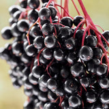 Black Elderberry Plant Live in 4" Pot, Elderberry Bushes, Well Rooted from 4 to 6 Inches Tall, Edible Berry Bush for Outdoor Planting