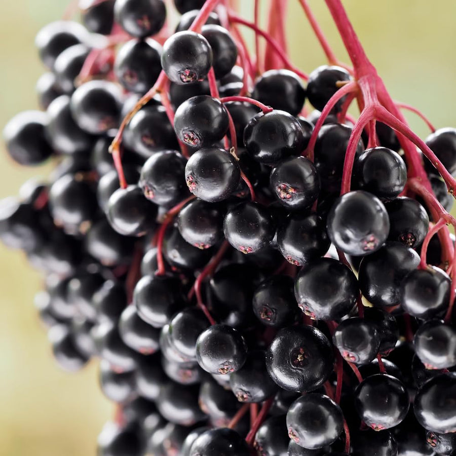 Black Elderberry Plant Live in 4" Pot, Elderberry Bushes, Well Rooted from 4 to 6 Inches Tall, Edible Berry Bush for Outdoor Planting