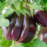 Pack of 100 Round Purple Eggplant Seeds for Planting, Vegetable Seeds for Garden Growing
