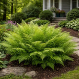 5 Hay Scented Fern Rhizomes Live Plants for Planting, Ferns Live Plants Outdoors Indoors Full Shade, Bare Roots, Fast-Growing