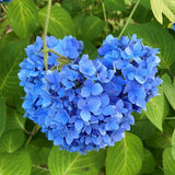Blue Hydrangea Plant Live, Hydrangea Tree Live Plant Outdoors, 5 to 7 Inches Tall, Shrub Bush Plant