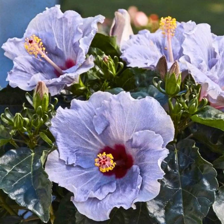 Purple Hibiscus Plant Live, Well-Rooted Hibiscus Flowers, 5-7 Inches Tall, Tropical Flowering for Indoor Outdoor Planting