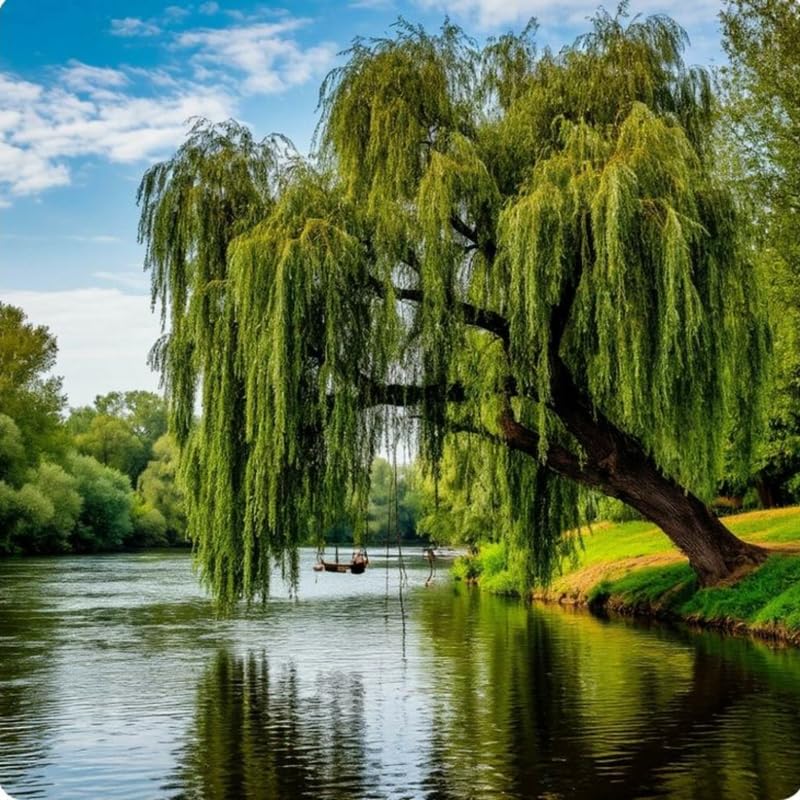 2 Weeping Willow Trees 2–3 Ft Bare Root, Fast Growing Shade Trees for Yard, Garden or Landscape