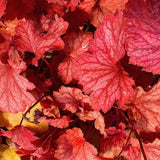 3 Coral Bells Heuchera Perenial Live Plants, Orange Red Seasonal Leaves Color Change, Well-Rooted 5-9 Inc Tall, No Pot