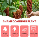 Shampoo Ginger Plant Live, Awapuhi Ginger Rhizome, 3-5 Inch Tall, Well Rooted Tropical Live Plant for Outdoor Garden, No Pot