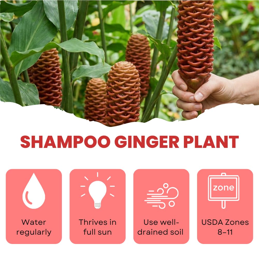 Shampoo Ginger Plant Live, Awapuhi Ginger Rhizome, 3-5 Inch Tall, Well Rooted Tropical Live Plant for Outdoor Garden, No Pot