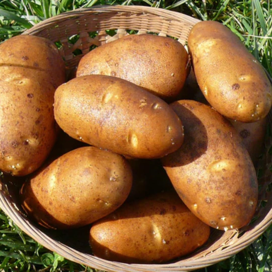 High Yielding Russet Potato Tubers, 1 Pound Potatoes Plants Bulbs for Outdoor Growing,Vegetables Heirloom Potato Seeds Live Tuber for Home Garden