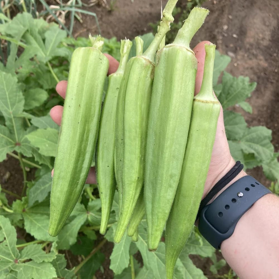 Okra Live Plant, Green Okra Plant from 3-5 Inches Tall, 4" Pot, Fast Growing Vegetable Plant for Raised Beds and Home Gardens, 2 Plant Per Pot