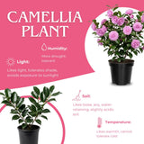 Camellia Plant Live for Outdoor Planting, Camellias Starter in 4'' Pot, Vibrant Ornamental Blooms, 8-12'' Tall (Pink Camellia)