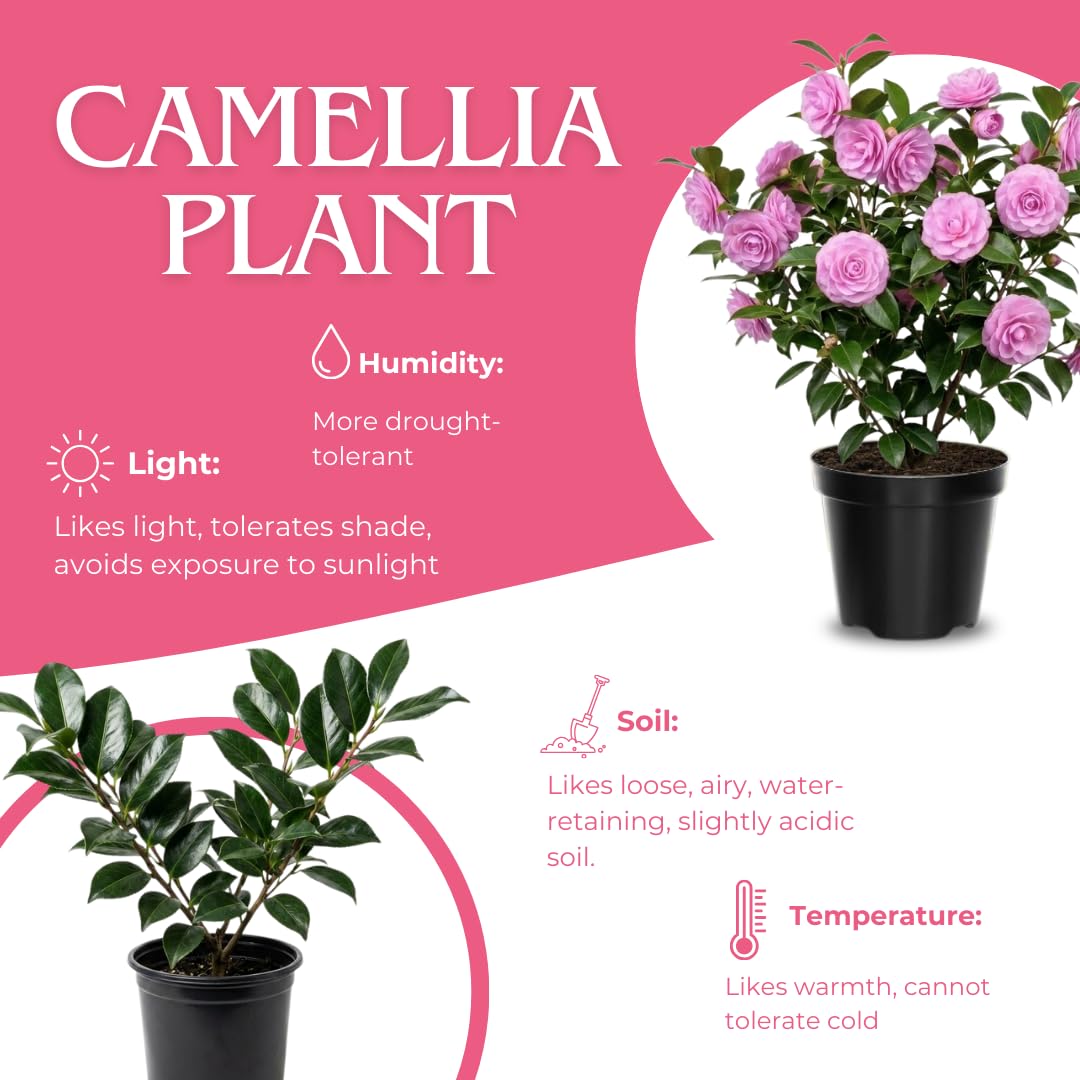Camellia Plant Live for Outdoor Planting, Camellias Starter in 4'' Pot, Vibrant Ornamental Blooms, 8-12'' Tall (Pink Camellia)