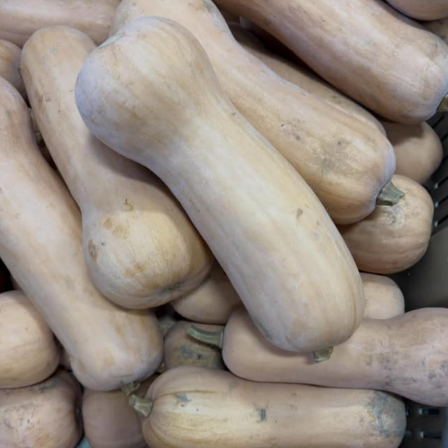 10 Butternut Squash Seeds for Planting, Squash Vegetable Seeds, Grow for Outdoor Garden, Trellis