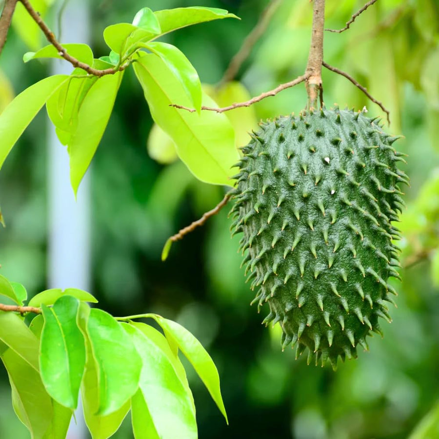 Soursop Tree Live Plant 6-10 Inch Tall, Half Gallon Pot, Annona Muricata Soursop Plant Live, Tropical Soursop Fruit Tree, Well-Rooted