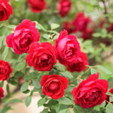 Rose Bush Live Plant - Climbing Rose Plant Live - Bareroot with Soil 7-10 Inch Tall - Fragrant Rose Flowers Heirloom Rose Shrub (Deep Red Rose)