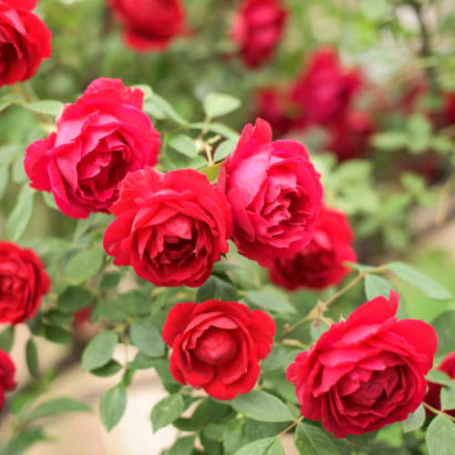 Rose Bush Live Plant - Rose Plant Live Shrub - Bareroot with Soil 5-10 Inch Tall - Fragrant Rose Flowers Heirloom Rose Shrub (Deep Red Pink Rose)