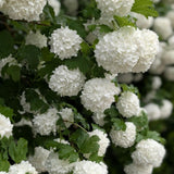 Live Snowball Viburnum Bush 4-7 Inch Tall in 2.5 Inch Pot, White Viburnum Tree, Hardy Flowering Shrub for Landscaping and Garden Borders