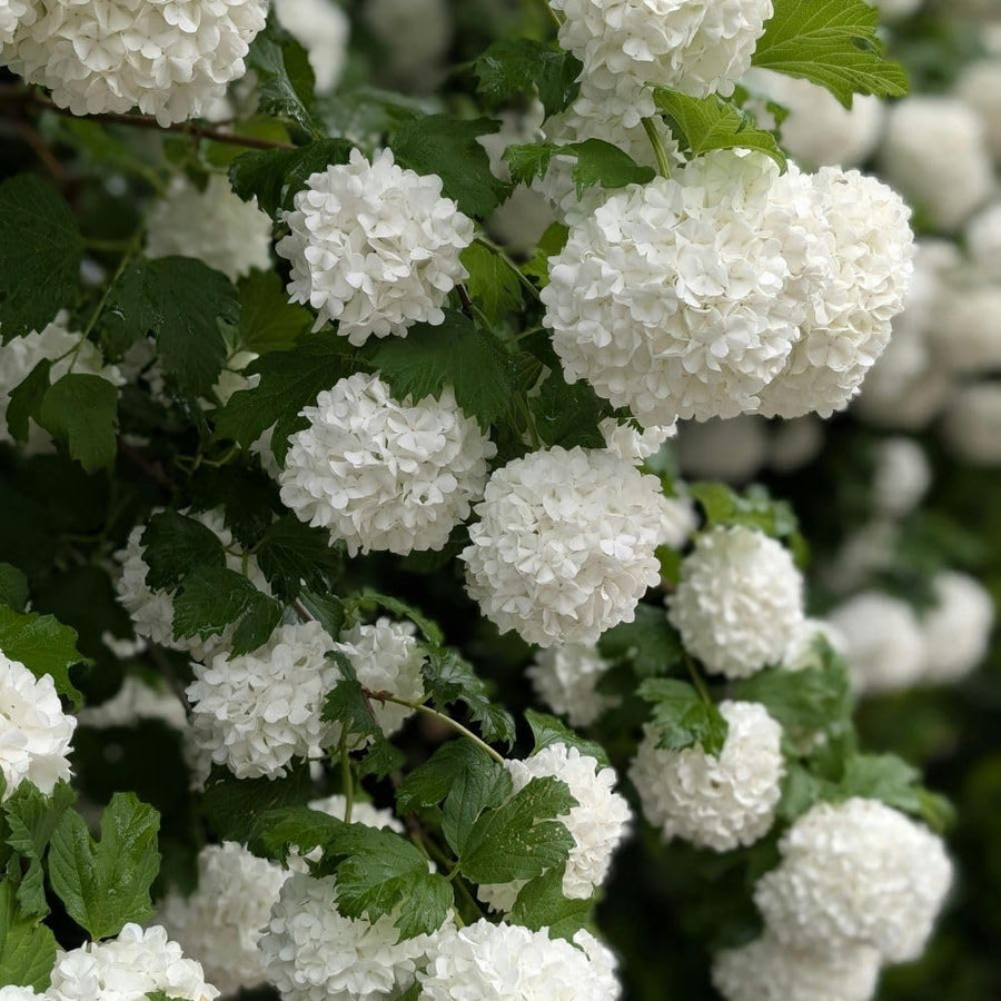 Live Snowball Viburnum Bush 4-7 Inch Tall in 2.5 Inch Pot, White Viburnum Tree, Hardy Flowering Shrub for Landscaping and Garden Borders