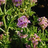 Live Citronella Plants, 4 Citronella Plants Live, Citronella Geranium Plants Live, Citronella Starter Plants for Growing, 4 to 7 Inc Tall Citronella Live Plants