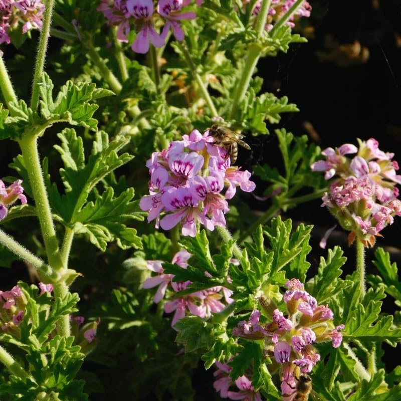 Live Citronella Plants, 4 Citronella Plants Live, Citronella Geranium Plants Live, Citronella Starter Plants for Growing, 4 to 7 Inc Tall Citronella Live Plants