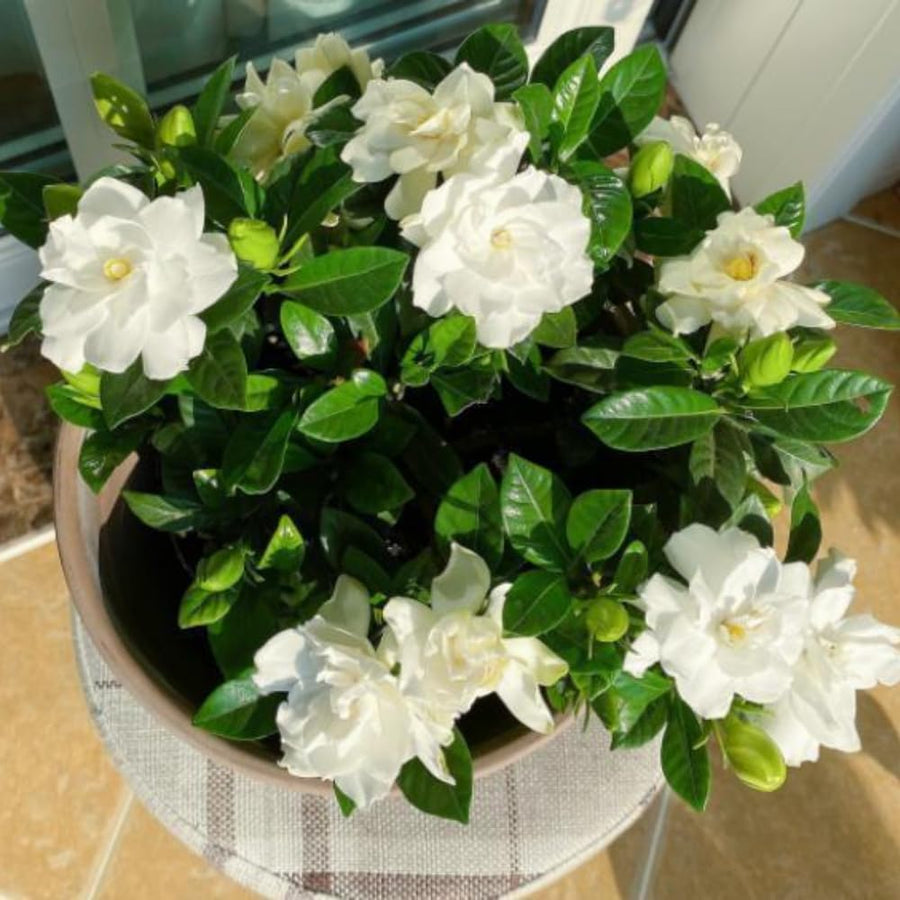2 Cape Jasmine Plants Live, Gardenia Plants Live, Frost Proof Plant 4 to 6 Inc Long Zone 6 to 11