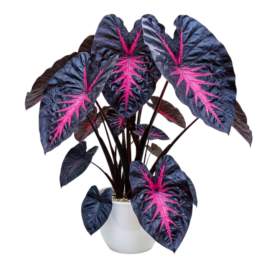 3 Colocasia Plants Live, Elephant Ear Caladium Esculenta Plants, 5 to 8 Inc Tall (Red Black)