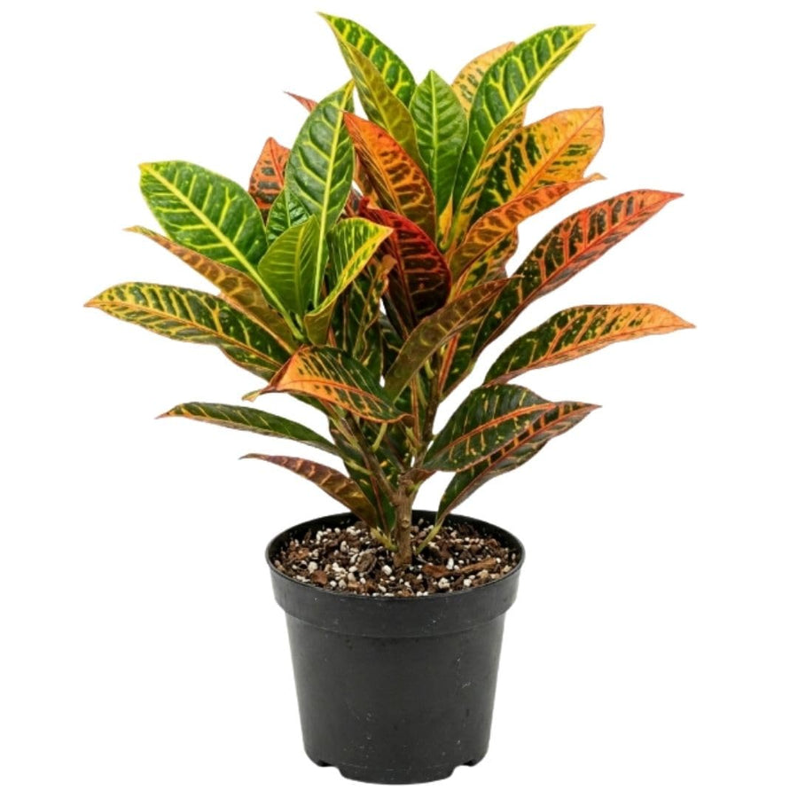 Croton Live Plant in 4 Inch Pot - 5 to 8 Inch Tall Colorful Tropical Houseplant, Perennial Croton Plants - Indoor Decorative Foliage Plant