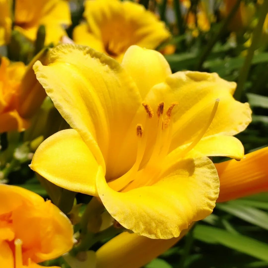 10 Yellow Daylily Roots, Hardy Perennial Flower for Garden Beds and Borders Planting, Easy Care, Ready to Grow