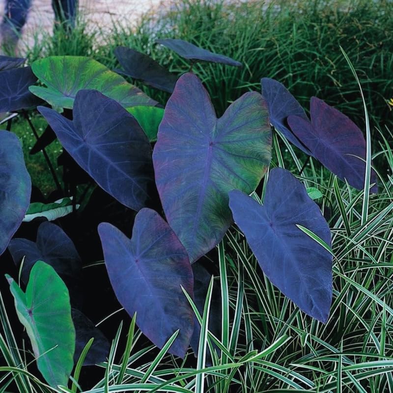 2 Alocasia Live Plants, Live Alocasia Plants Indoor, 3 to 5 Inches, Colocasia Plant, Elephant Ear Esculenta Taro Colocasia Plant House Plant (Black)