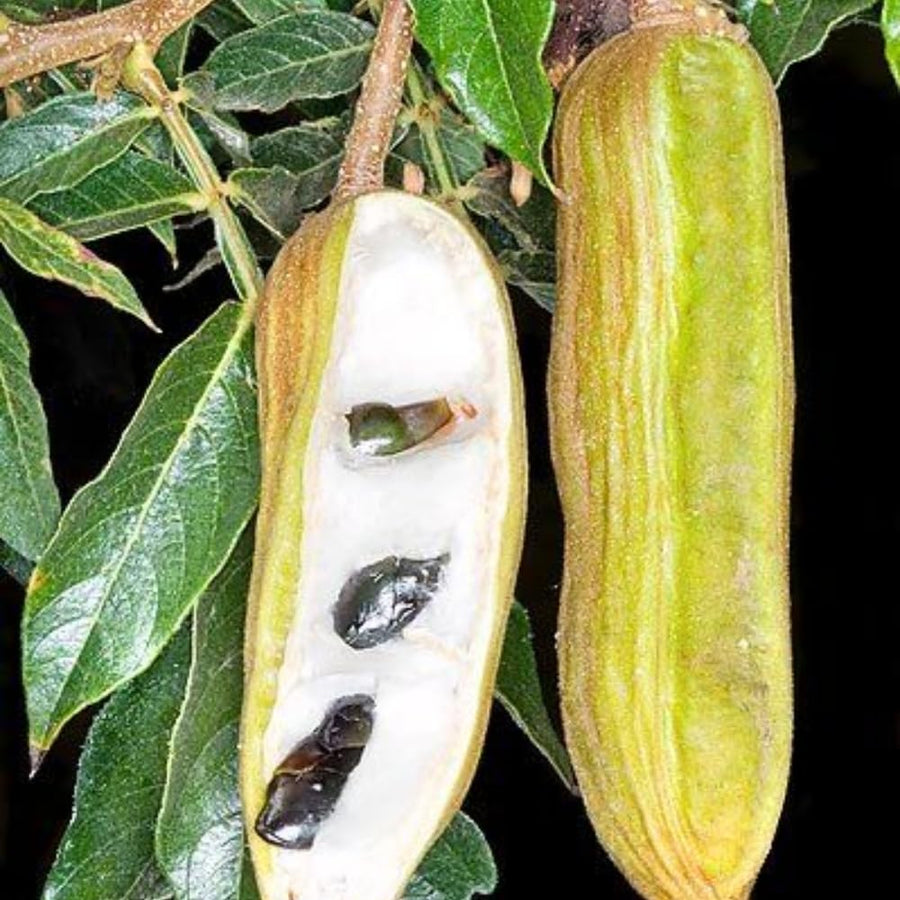 Ice Cream Bean Tree Live Plant, 8 to 11 Inc Tall, Ice Cream Bean Fruit Plant Live Pot Gardening Outdoor