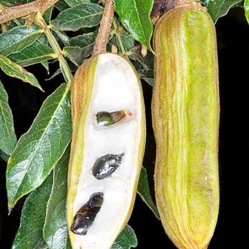 Ice Cream Bean Tree Live Plant, 8 to 11 Inc Tall, Ice Cream Bean Fruit Plant Live Pot Gardening Outdoor