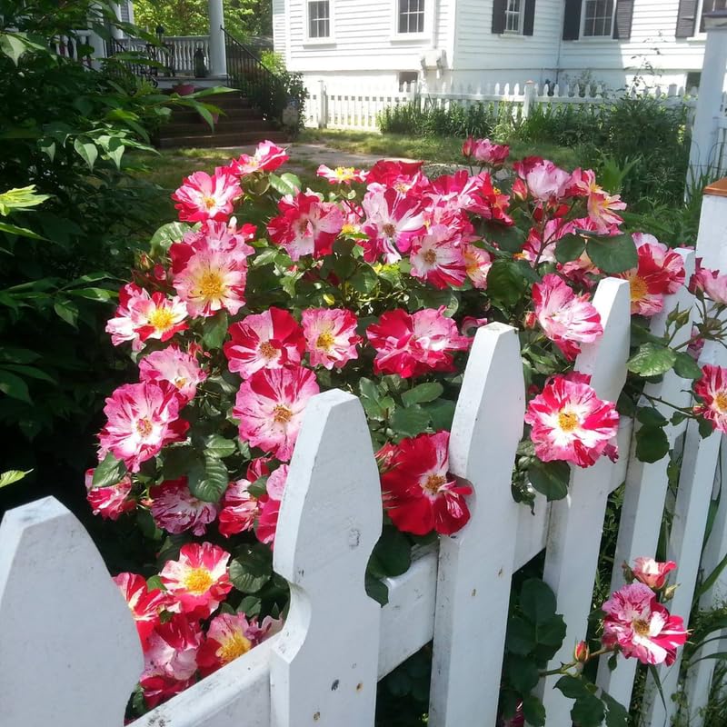 Fourth of July Climbing Roses Live Plants 7 Months Old, Rose Bushes Ready to Plant 5-9" Tall, Very Fragrant, Can Grow As Climber or Bush Tree or Trellises, Walls, Fences