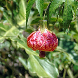 Pink Abutilon Live Plant, Abutilon Flowering Vine, Trailing Lantern Flower Well Rooted 5-7 Inch Tall