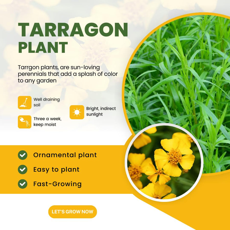 2 Tarragon Plants Live, 4-9 Inch Tall, Tarragon Mint Green Leaves Well Rooted Plug, Perennial Tarragon