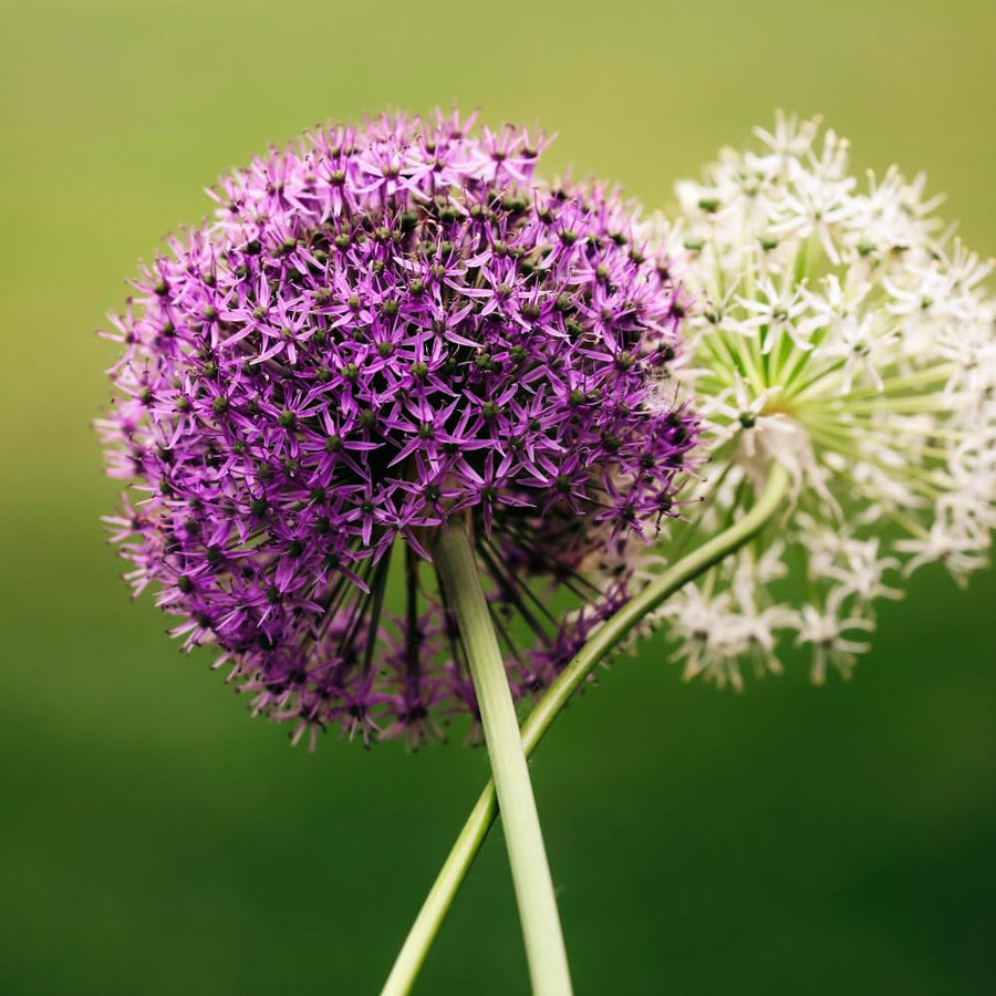 5 Allium Bulbs for Planting, Allium Gladiator Bulbs, Purple Blooming Onion Flowering Perennial for Spring and Summer Garden