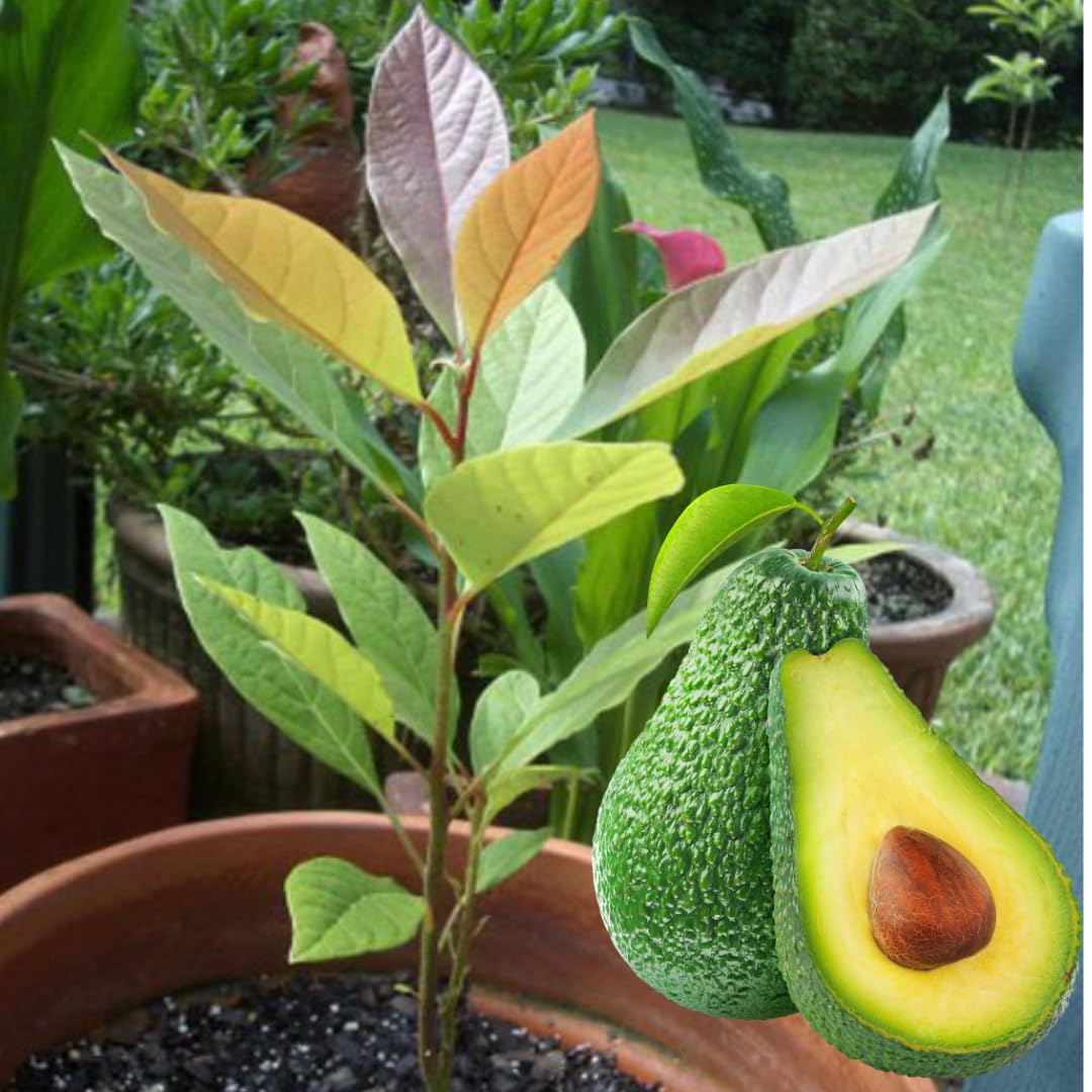 Avocado Tree Live Plant Starter Seedling, 5-8" in Tall, Cold Hardy Avocados Plant Tropical, HASS Avocado Trees