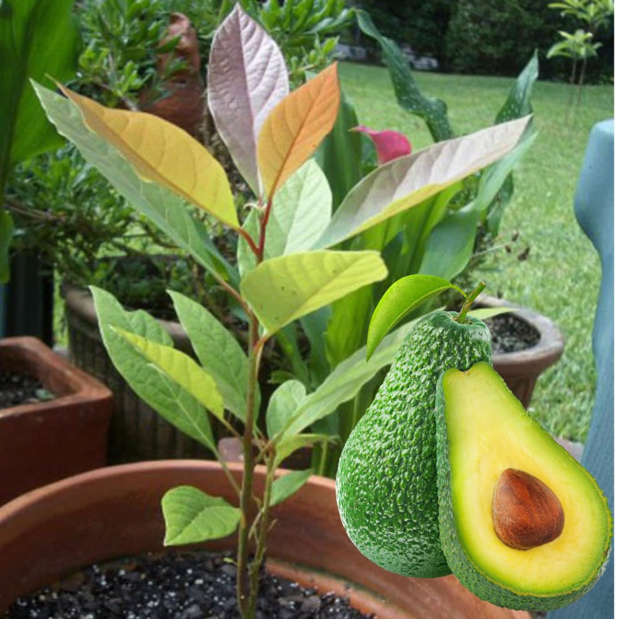 Avocado Tree Live Plant Starter Seedling, 5-8" in Tall, Cold Hardy Avocados Plant Tropical, HASS Avocado Trees
