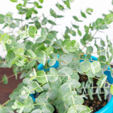 Eucalyptus Live Plant, Baby Blue Eucalyptus Plant, 2.5" Pot, Fragrant Starter Plant
